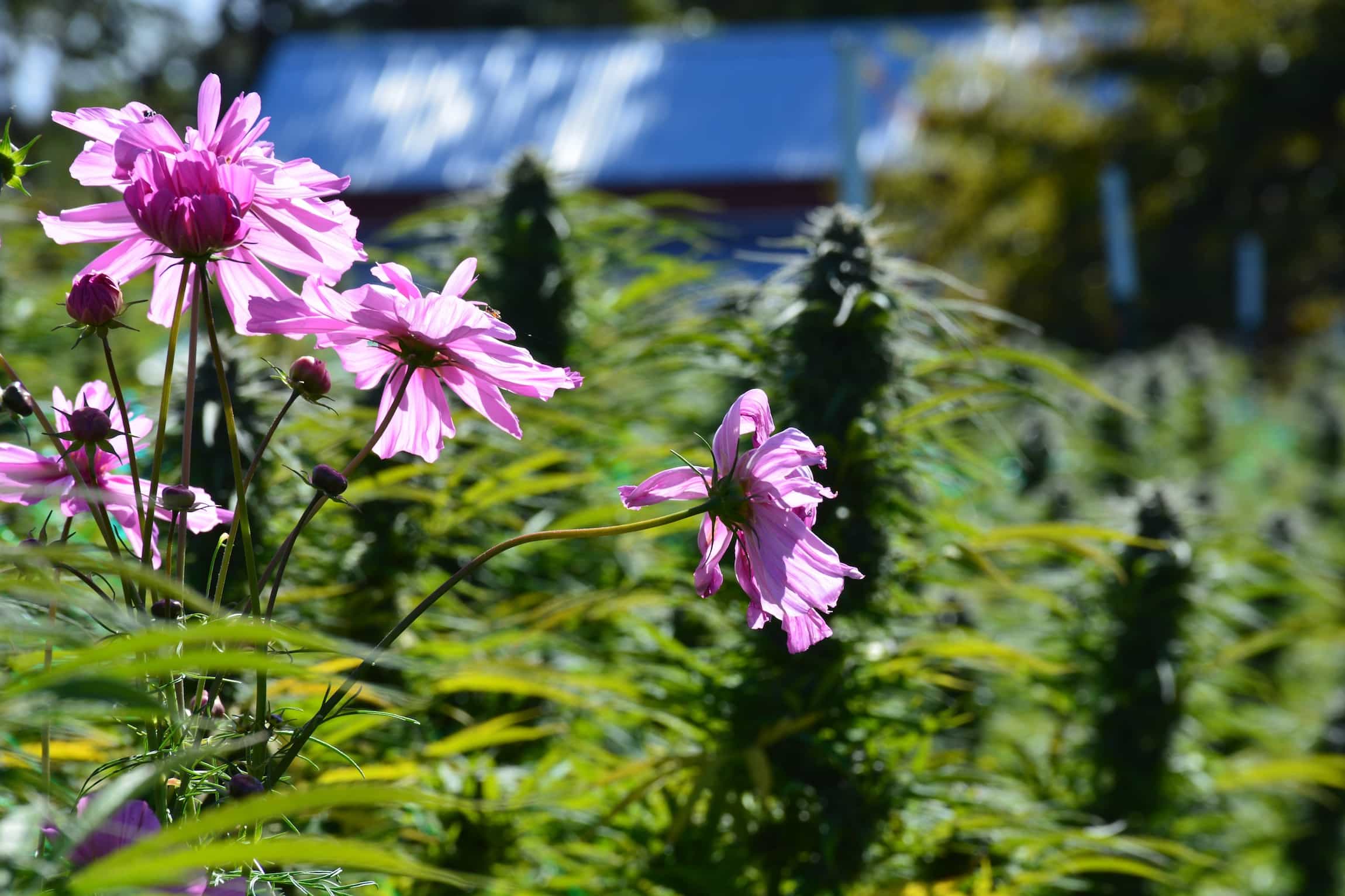 Alter Farms Sungrown Southern Oregon Cannabis